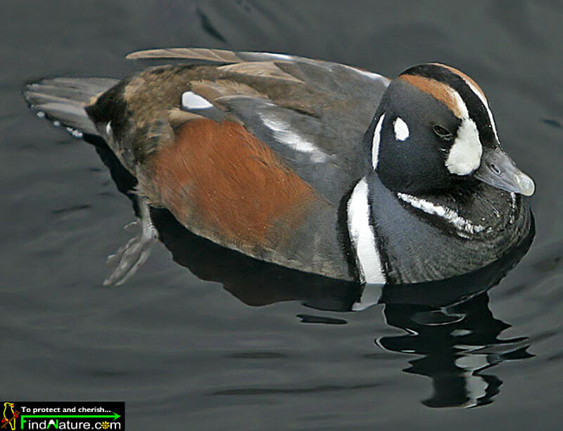 Harlequin Duck