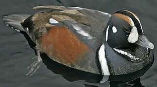 Harlequin Duck