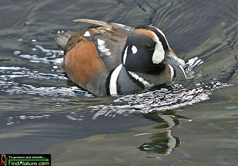 Harlequin Duck