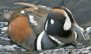 Arlequin plongeur