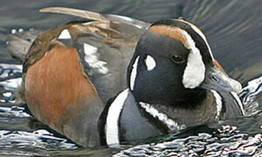 Arlequin plongeur