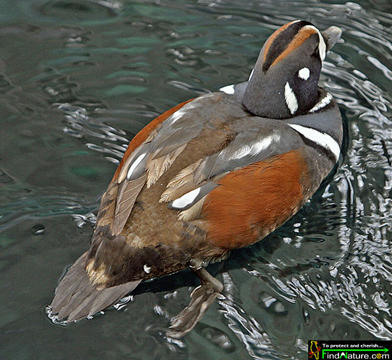 Harlequin Duck