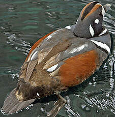 Arlequin plongeur