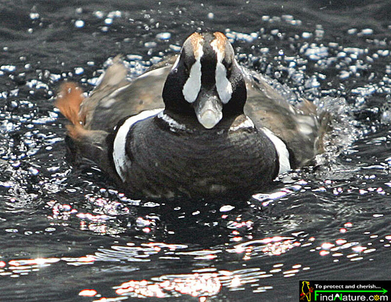 Harlequin Duck