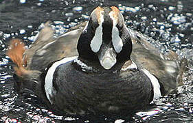 Harlequin Duck