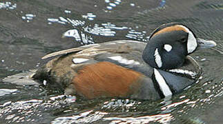 Harlequin Duck