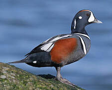 Arlequin plongeur