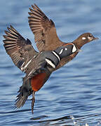 Harlequin Duck