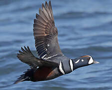 Harlequin Duck