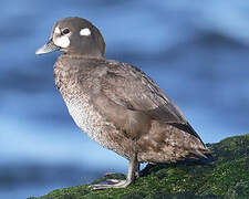 Harlequin Duck