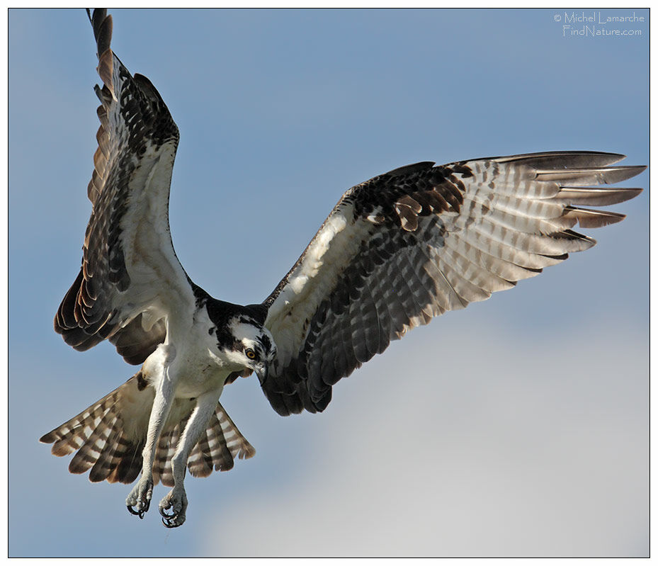 Western Ospreyadult, Flight