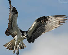 Osprey