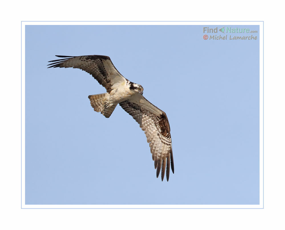 Western Osprey, Flight