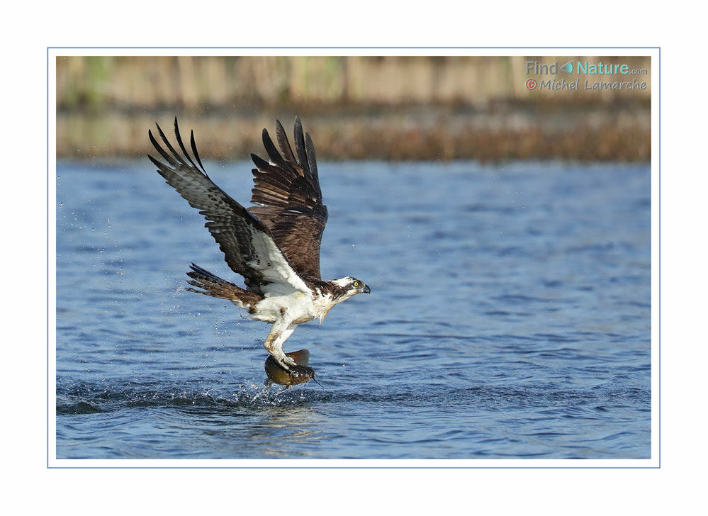 Balbuzard pêcheur, Vol, pêche/chasse