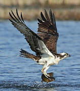 Osprey