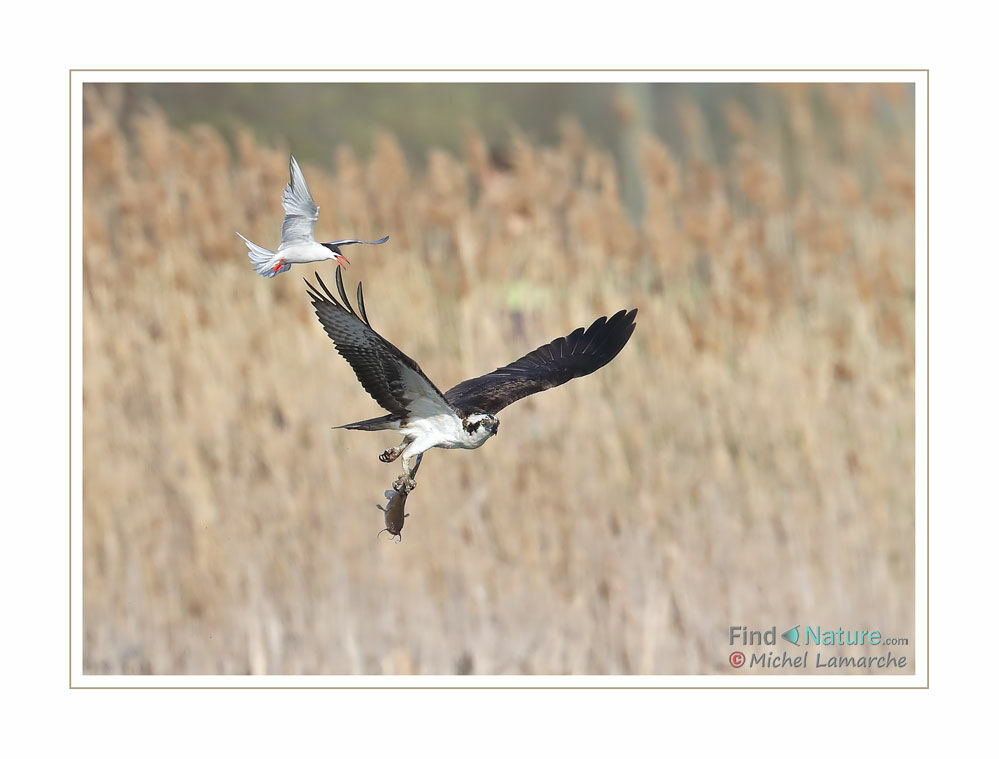 Balbuzard pêcheur, Vol