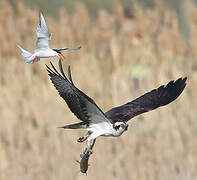 Osprey