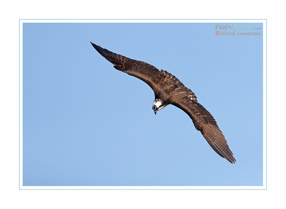 Balbuzard pêcheur, Vol