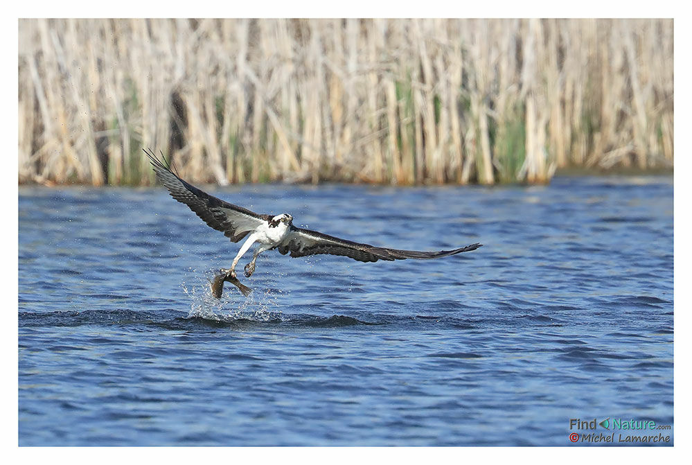 Balbuzard pêcheur, Vol, pêche/chasse