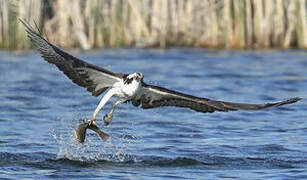 Osprey