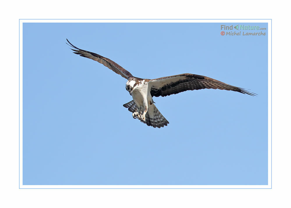 Balbuzard pêcheur, Vol