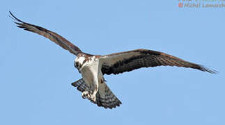 Osprey