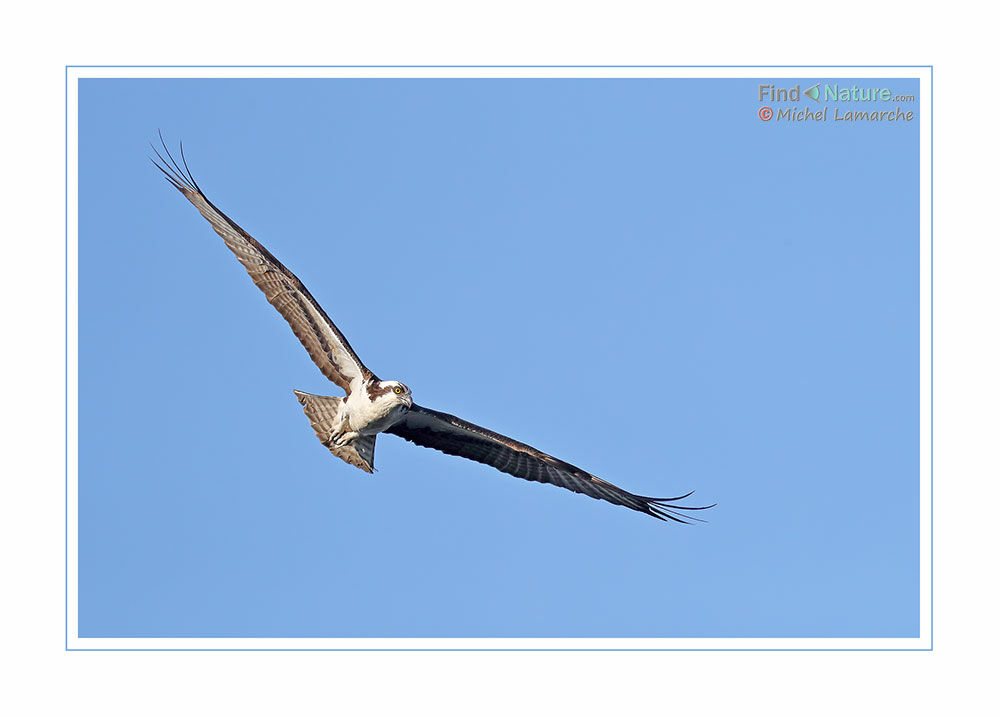 Western Osprey, Flight