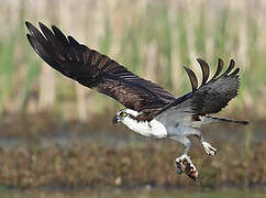 Osprey