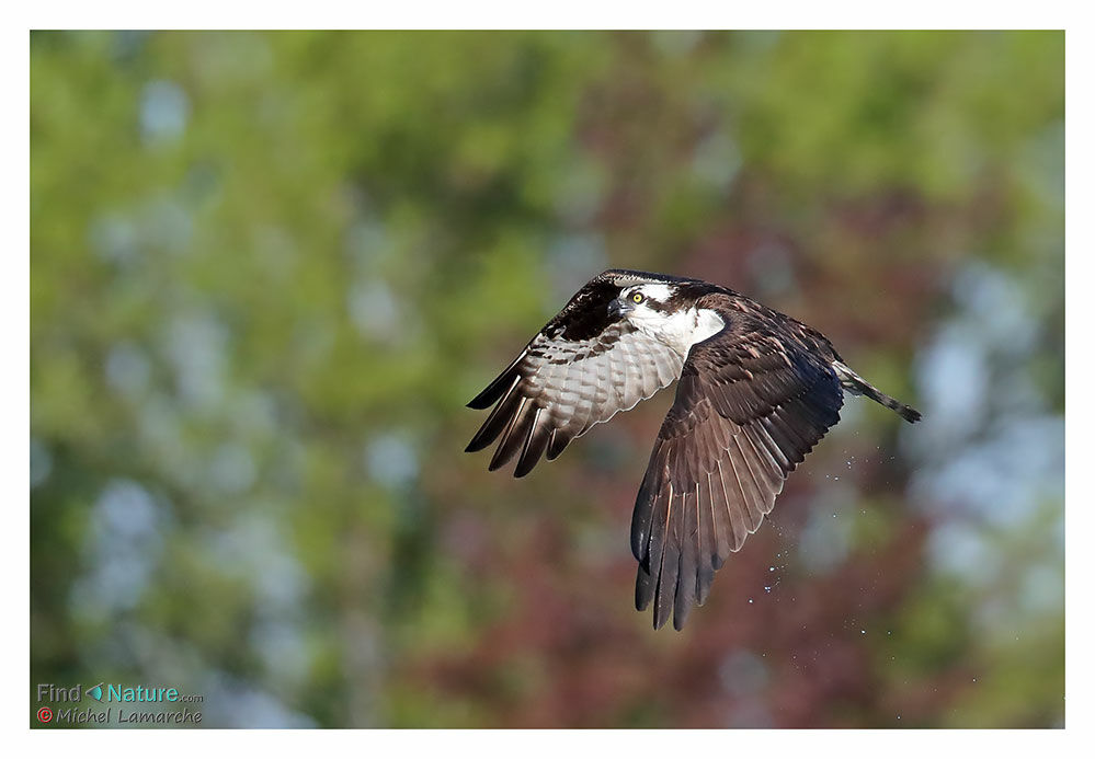 Western Osprey, Flight