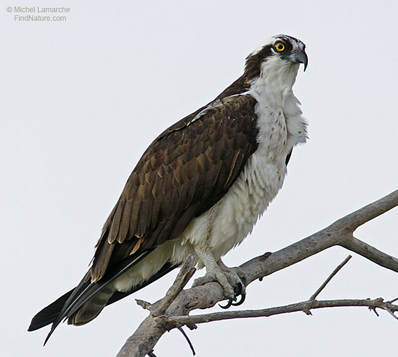 Western Osprey