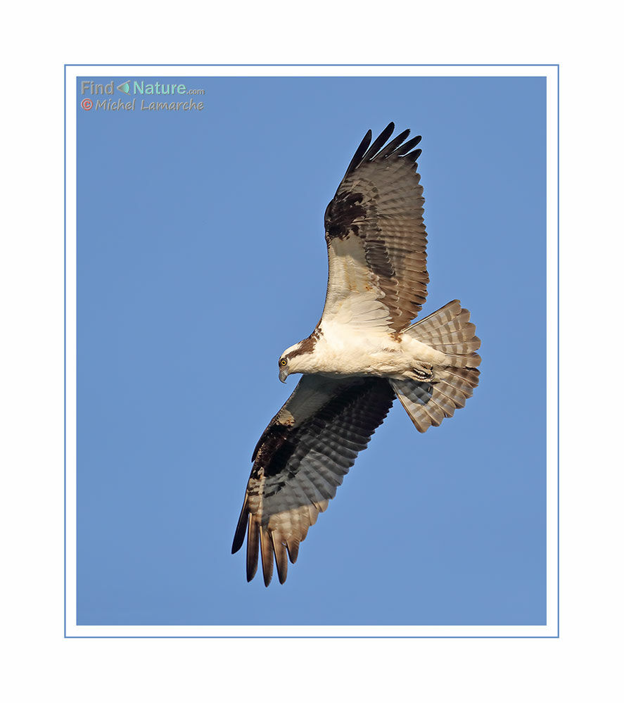 Western Osprey, Flight