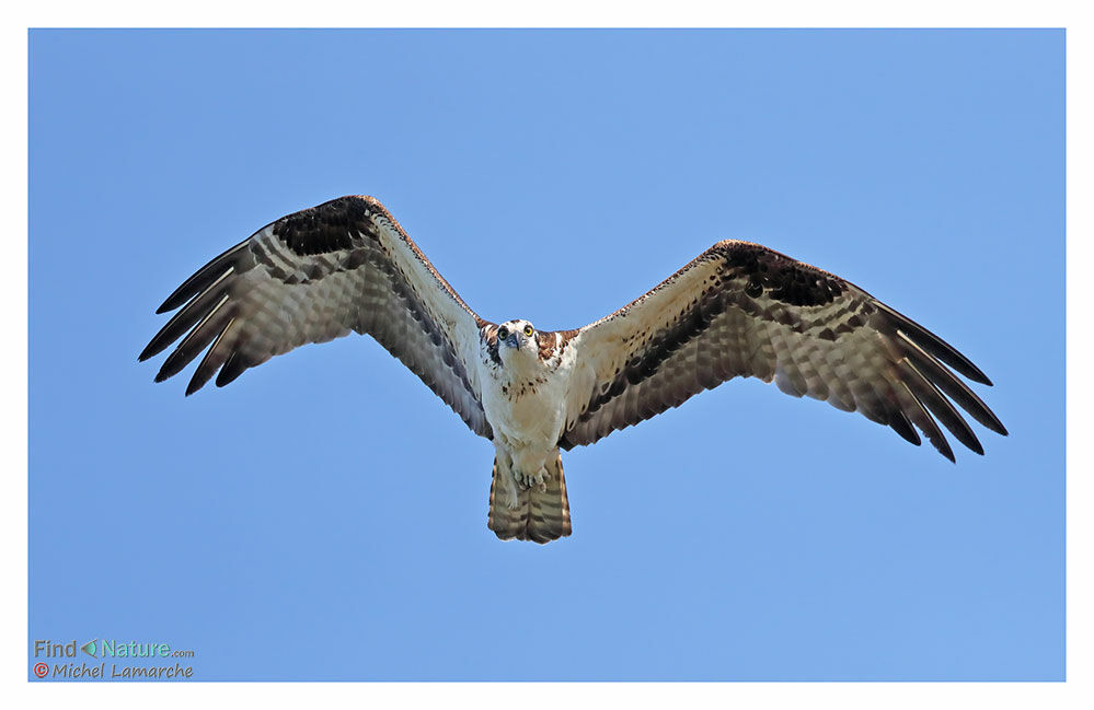 Western Osprey, Flight