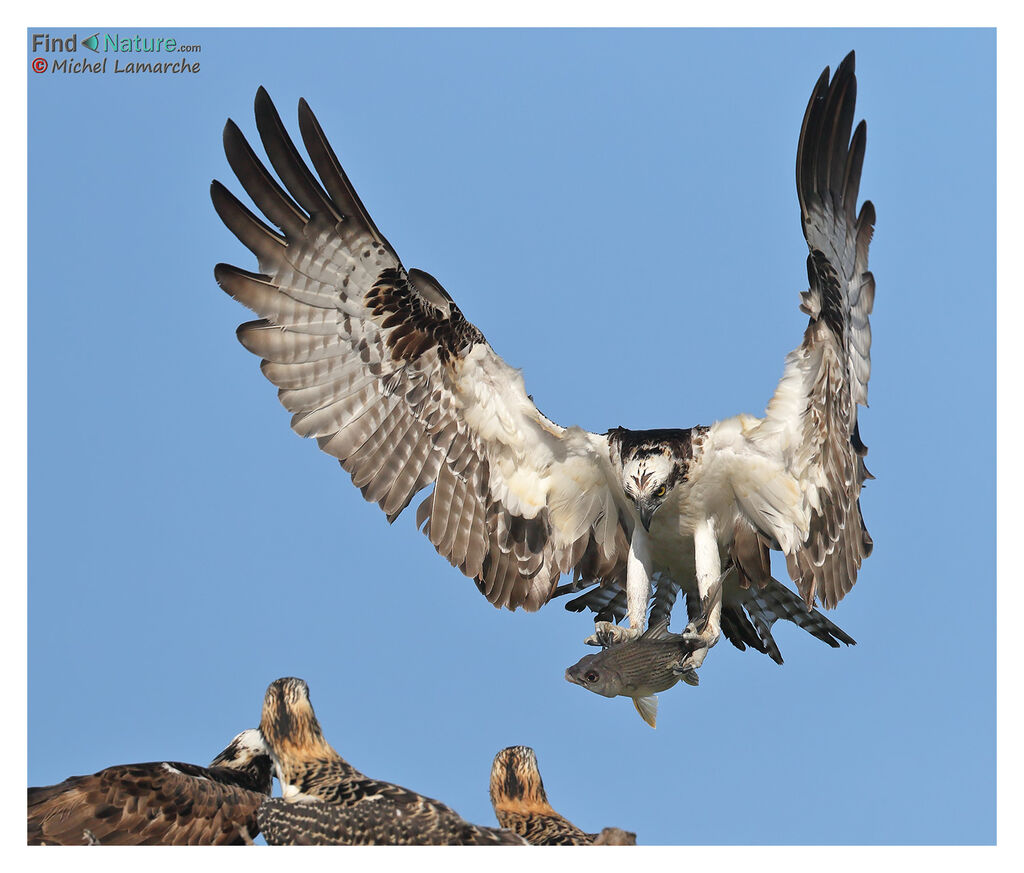 Osprey male adult, Flight