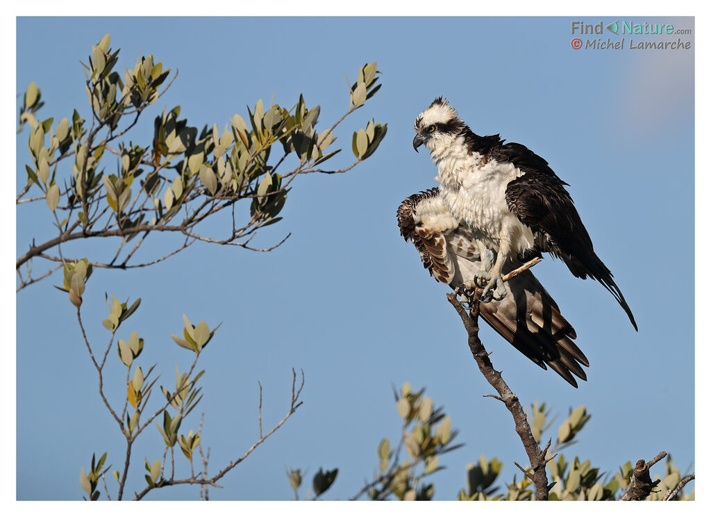 Western Osprey male adult