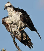 Osprey