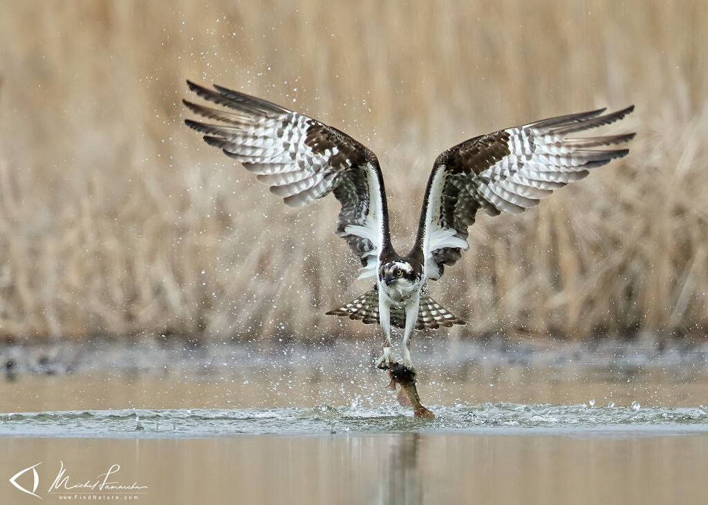 Western Ospreyadult, Flight, fishing/hunting