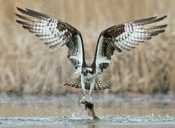 Osprey