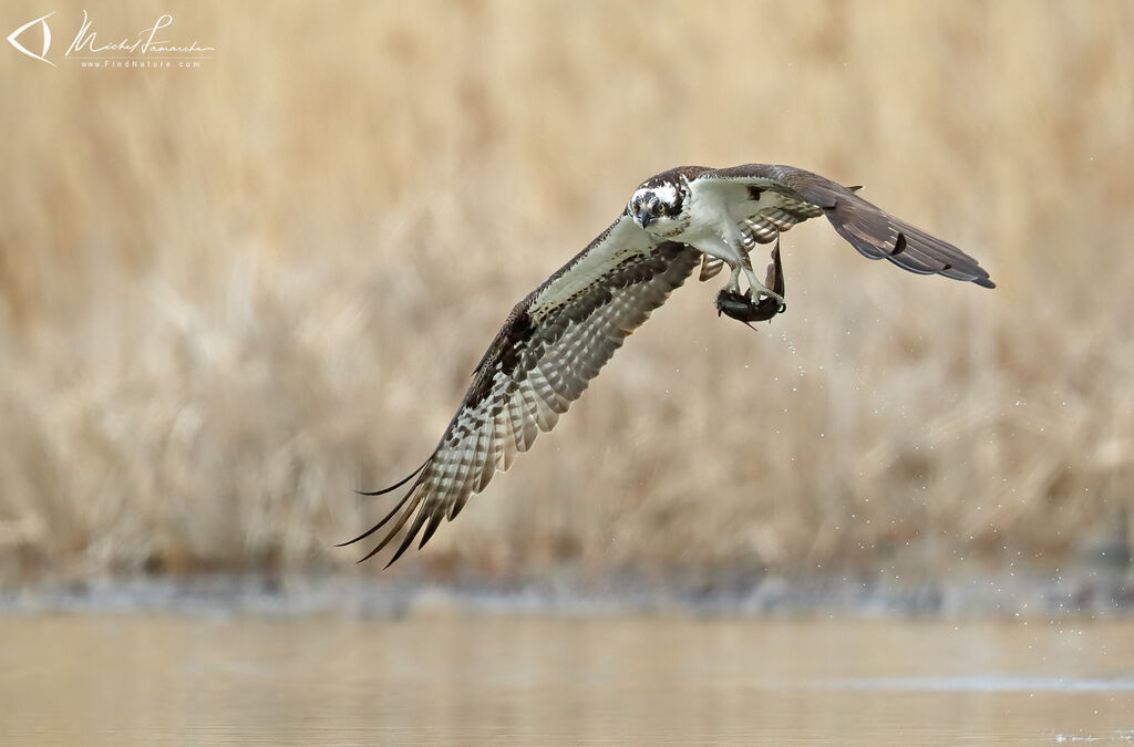 Western Ospreyadult, Flight