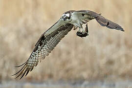 Western Osprey