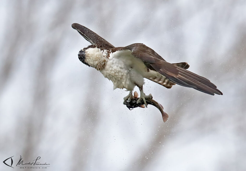 Ospreyadult, Flight