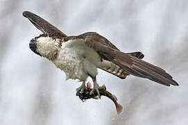 Western Osprey