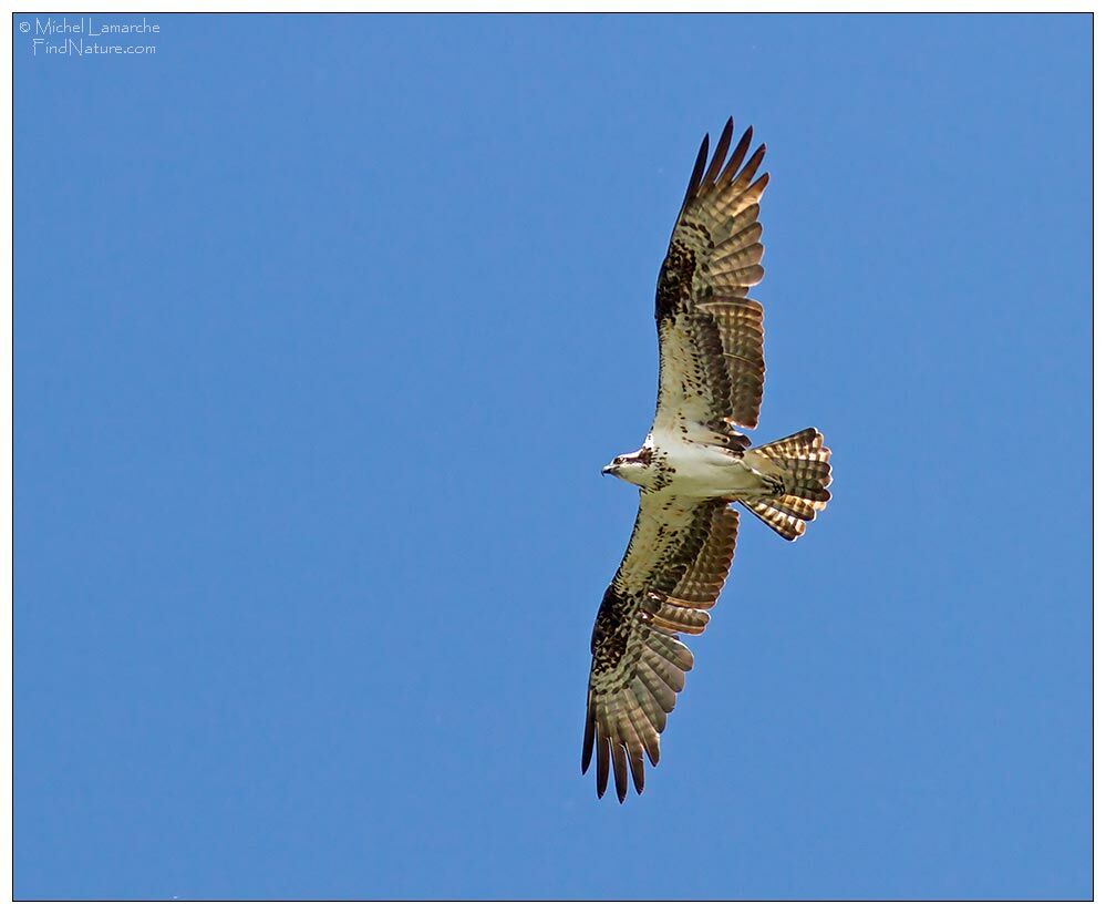 Osprey, Flight