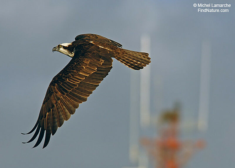 Western Osprey