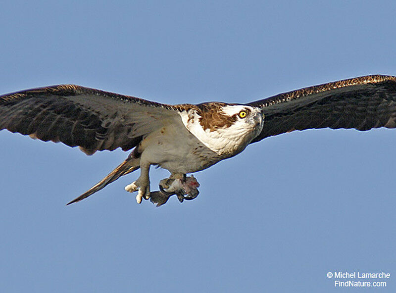 Western Osprey