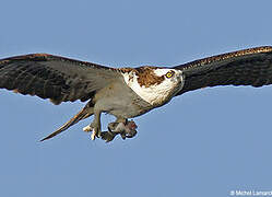 Osprey