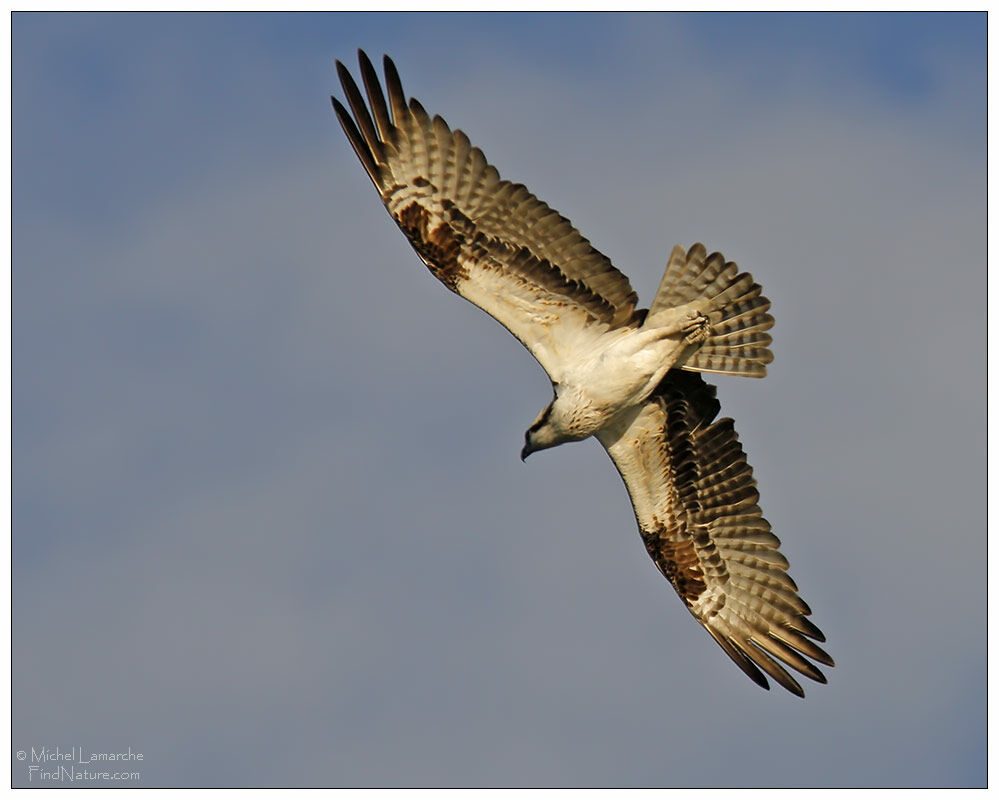 Western Ospreyadult, Flight