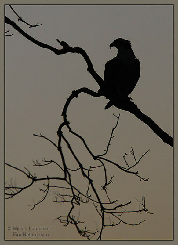 Western Osprey