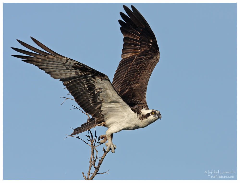 Western Ospreyadult