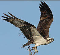 Osprey