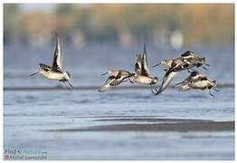 Hudsonian Godwit